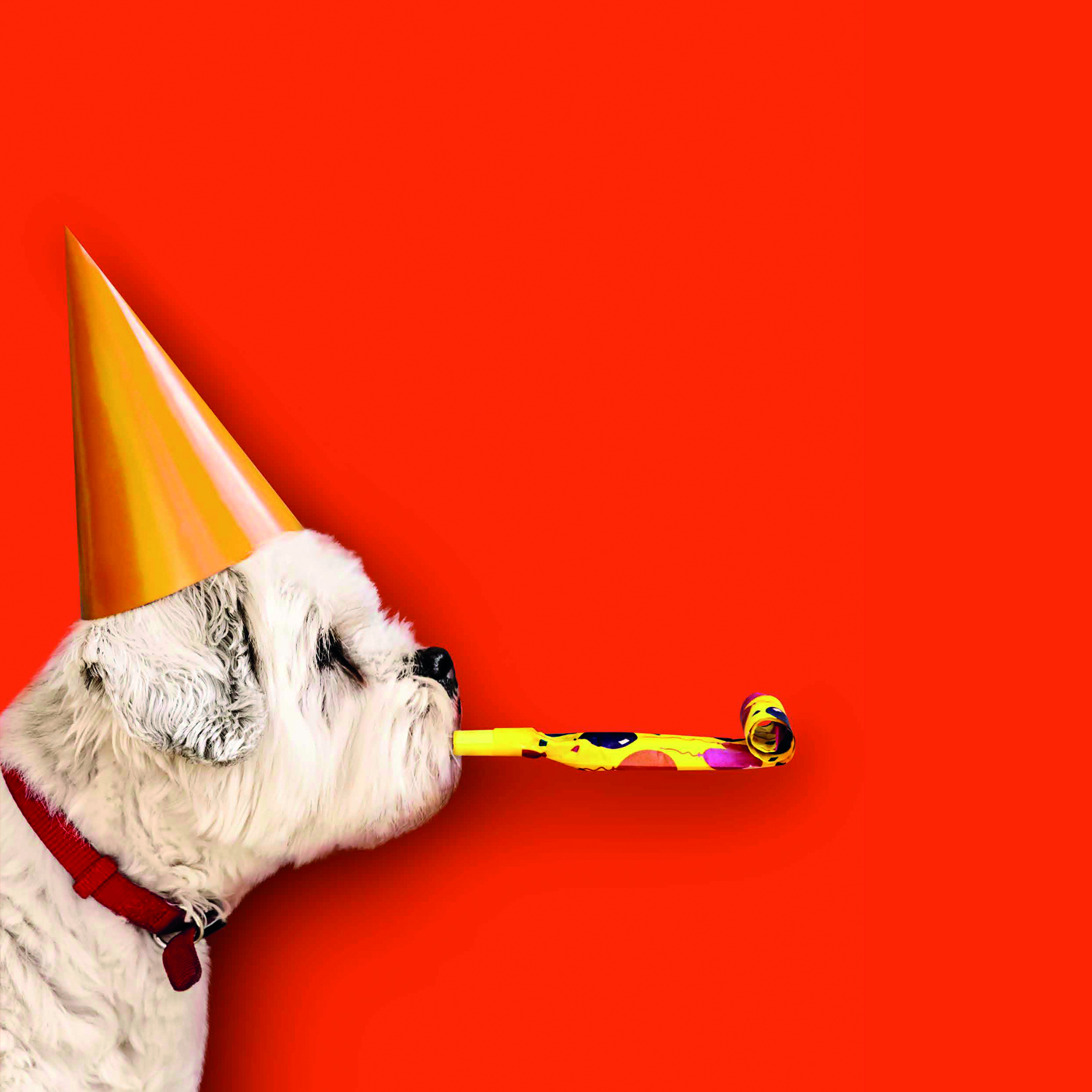 En vit hund med partyhatt som blåser i en blåsorm